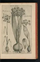 An illustration from Florilegivm Emanvelis SweertI Septimonti Batavi, Amsteledami com[m]orantis : tractans de variis florib[us] et aliis indicis pla[n]tis ad viuum delineatum in duabus partib[us] et quatuor linguis concinnatum (1612)