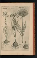 An illustration from Florilegivm Emanvelis SweertI Septimonti Batavi, Amsteledami com[m]orantis : tractans de variis florib[us] et aliis indicis pla[n]tis ad viuum delineatum in duabus partib[us] et quatuor linguis concinnatum (1612)