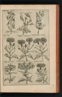 An illustration from Florilegivm Emanvelis SweertI Septimonti Batavi, Amsteledami com[m]orantis : tractans de variis florib[us] et aliis indicis pla[n]tis ad viuum delineatum in duabus partib[us] et quatuor linguis concinnatum (1612)