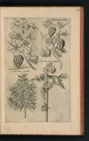 An illustration from Florilegivm Emanvelis SweertI Septimonti Batavi, Amsteledami com[m]orantis : tractans de variis florib[us] et aliis indicis pla[n]tis ad viuum delineatum in duabus partib[us] et quatuor linguis concinnatum (1612)