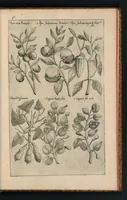 An illustration from Florilegivm Emanvelis SweertI Septimonti Batavi, Amsteledami com[m]orantis : tractans de variis florib[us] et aliis indicis pla[n]tis ad viuum delineatum in duabus partib[us] et quatuor linguis concinnatum (1612)