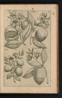 An illustration from Florilegivm Emanvelis SweertI Septimonti Batavi, Amsteledami com[m]orantis : tractans de variis florib[us] et aliis indicis pla[n]tis ad viuum delineatum in duabus partib[us] et quatuor linguis concinnatum (1612)
