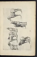 Picture 13 of 16 from Varie figure academiche : nouamente raccolte dal naturale con grandissima fatica e spesa, molto commode per la giouentu, la quaele si diletta dal arte dal disegno : messe in luce da I.A. de Poutre, d'Anuersa = Diuersche figuren wt de academia : nu eerst by een vergadert naert leuen, met groote moyte en oncost, seer bequaem voor alle iongelingen die hen oefenen in de teeken-const : int licht gebrocht door Ioan. A. de Poutre, plaetsnyder van Antwerpen (1629), leaf 50