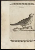 Picture 30 of 48 from Vccelliera, ouero, Discorso della natura, e proprieta di diuersi vccelli : e in particolare di que' che cantano, con il modo di prendergli, conoscergli, alleuargli, e mantenergli : e con le figure cauate dal vero, e diligentem[en]te intagliate in rame dal Tempesta, e dal Villamena (1684), leaf 101