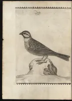 Picture 35 of 48 from Vccelliera, ouero, Discorso della natura, e proprieta di diuersi vccelli : e in particolare di que' che cantano, con il modo di prendergli, conoscergli, alleuargli, e mantenergli : e con le figure cauate dal vero, e diligentem[en]te intagliate in rame dal Tempesta, e dal Villamena (1684), leaf 113