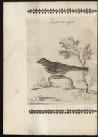 Picture 4 of 48 from Vccelliera, ouero, Discorso della natura, e proprieta di diuersi vccelli : e in particolare di que' che cantano, con il modo di prendergli, conoscergli, alleuargli, e mantenergli : e con le figure cauate dal vero, e diligentem[en]te intagliate in rame dal Tempesta, e dal Villamena (1684), leaf 29