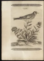 Picture 5 of 48 from Vccelliera, ouero, Discorso della natura, e proprieta di diuersi vccelli : e in particolare di que' che cantano, con il modo di prendergli, conoscergli, alleuargli, e mantenergli : e con le figure cauate dal vero, e diligentem[en]te intagliate in rame dal Tempesta, e dal Villamena (1684), leaf 33