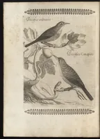 Picture 6 of 48 from Vccelliera, ouero, Discorso della natura, e proprieta di diuersi vccelli : e in particolare di que' che cantano, con il modo di prendergli, conoscergli, alleuargli, e mantenergli : e con le figure cauate dal vero, e diligentem[en]te intagliate in rame dal Tempesta, e dal Villamena (1684), leaf 35