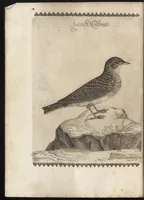 Picture 7 of 48 from Vccelliera, ouero, Discorso della natura, e proprieta di diuersi vccelli : e in particolare di que' che cantano, con il modo di prendergli, conoscergli, alleuargli, e mantenergli : e con le figure cauate dal vero, e diligentem[en]te intagliate in rame dal Tempesta, e dal Villamena (1684), leaf 37