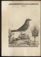 Picture 10 of 48 from Vccelliera, ouero, Discorso della natura, e proprieta di diuersi vccelli : e in particolare di que' che cantano, con il modo di prendergli, conoscergli, alleuargli, e mantenergli : e con le figure cauate dal vero, e diligentem[en]te intagliate in rame dal Tempesta, e dal Villamena (1684), leaf 45