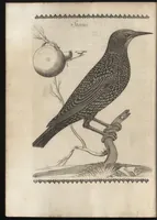 Picture 12 of 48 from Vccelliera, ouero, Discorso della natura, e proprieta di diuersi vccelli : e in particolare di que' che cantano, con il modo di prendergli, conoscergli, alleuargli, e mantenergli : e con le figure cauate dal vero, e diligentem[en]te intagliate in rame dal Tempesta, e dal Villamena (1684), leaf 49