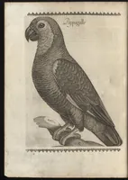 An illustration from Vccelliera, ouero, Discorso della natura, e proprieta di diuersi vccelli : e in particolare di que' che cantano, con il modo di prendergli, conoscergli, alleuargli, e mantenergli : e con le figure cauate dal vero, e diligentem[en]te intagliate in rame dal Tempesta, e dal Villamena (1684)