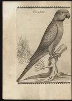 Picture 15 of 48 from Vccelliera, ouero, Discorso della natura, e proprieta di diuersi vccelli : e in particolare di que' che cantano, con il modo di prendergli, conoscergli, alleuargli, e mantenergli : e con le figure cauate dal vero, e diligentem[en]te intagliate in rame dal Tempesta, e dal Villamena (1684), leaf 61