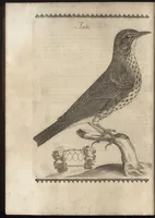 Picture 16 of 48 from Vccelliera, ouero, Discorso della natura, e proprieta di diuersi vccelli : e in particolare di que' che cantano, con il modo di prendergli, conoscergli, alleuargli, e mantenergli : e con le figure cauate dal vero, e diligentem[en]te intagliate in rame dal Tempesta, e dal Villamena (1684), leaf 63