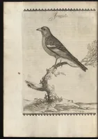 Picture 20 of 48 from Vccelliera, ouero, Discorso della natura, e proprieta di diuersi vccelli : e in particolare di que' che cantano, con il modo di prendergli, conoscergli, alleuargli, e mantenergli : e con le figure cauate dal vero, e diligentem[en]te intagliate in rame dal Tempesta, e dal Villamena (1684), leaf 75