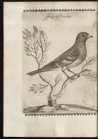 Picture 21 of 48 from Vccelliera, ouero, Discorso della natura, e proprieta di diuersi vccelli : e in particolare di que' che cantano, con il modo di prendergli, conoscergli, alleuargli, e mantenergli : e con le figure cauate dal vero, e diligentem[en]te intagliate in rame dal Tempesta, e dal Villamena (1684), leaf 77