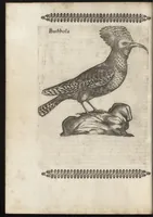 Picture 25 of 48 from Vccelliera, ouero, Discorso della natura, e proprieta di diuersi vccelli : e in particolare di que' che cantano, con il modo di prendergli, conoscergli, alleuargli, e mantenergli : e con le figure cauate dal vero, e diligentem[en]te intagliate in rame dal Tempesta, e dal Villamena (1684), leaf 85
