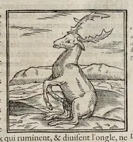 Picture 12 of 63 from Les hieroglyphiques de Ian-Pierre Valerian, vulgairement nommé Pierius. Autrement, commentaires des lettres et figures sacrées des Aegyptiens & autres nations. Oeuure reduicte en cinquante huict liures, ausquels sont adjoincts deux autres (1615), leaf 128
