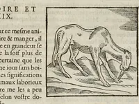 Picture 16 of 63 from Les hieroglyphiques de Ian-Pierre Valerian, vulgairement nommé Pierius. Autrement, commentaires des lettres et figures sacrées des Aegyptiens & autres nations. Oeuure reduicte en cinquante huict liures, ausquels sont adjoincts deux autres (1615), leaf 197