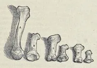 Picture 5 of 17 from Andreae Vesalii Bruxellensis, scholae medicorum Patauinae professoris De humani corporis fabrica libri septem (1543), leaf 142