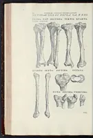 Picture 7 of 17 from Andreae Vesalii Bruxellensis, scholae medicorum Patauinae professoris De humani corporis fabrica libri septem (1543), leaf 157