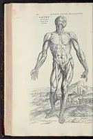 Picture 8 of 17 from Andreae Vesalii Bruxellensis, scholae medicorum Patauinae professoris De humani corporis fabrica libri septem (1543), leaf 189