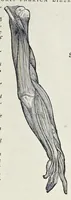 An illustration from Andreae Vesalii Bruxellensis, scholae medicorum Patauinae professoris De humani corporis fabrica libri septem (1543)