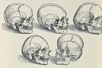 An illustration from Andreae Vesalii Bruxellensis, scholae medicorum Patauinae professoris De humani corporis fabrica libri septem (1543)