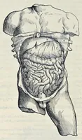 An illustration from Andreae Vesalii Bruxellensis, scholae medicorum Patauinae professoris De humani corporis fabrica libri septem (1543)