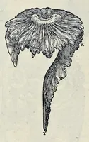 An illustration from Andreae Vesalii Bruxellensis, scholae medicorum Patauinae professoris De humani corporis fabrica libri septem (1543)