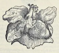 Picture 15 of 17 from Andreae Vesalii Bruxellensis, scholae medicorum Patauinae professoris De humani corporis fabrica libri septem (1543), leaf 588