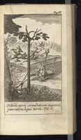 Picture 4 of 20 from Pia desideria : tribus libris comprehensa (1657), leaf 86