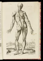 An illustration from Abregé d'anatomie, accommodé aux arts de peinture et de sculpture : et mis dans un ordre nouveau, dont la methode est tres-facile ... : ouvrage tres-utile, & tres necessaire à tous ceux qui font profession du dessein (1668)