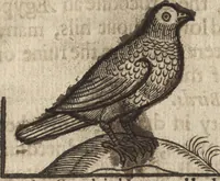 An illustration from The gentlemans exercise, or, An exquisite practise : as well for drawing all manner of beasts in their true portraitures, as also the making of all kinds of colors, to be used in limming, painting, tricking, and blazon of coates, and armes, with divers other most delightfull and pleasurable observations for all young gentlemen and others : as also serving for the necessary use and generall benefit of diuers trades-men and artificers ... (1634)