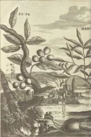 An illustration from Gedenkwaerdig bedryf der Nederlandsche Oost-Indische Maetschappye, op de kuste en in het keizerrijk van Taising of Sina : behelzende het tweede gezandschap aen den onder-koning Singlamong en veldheer Taising Lipoui, door Jan van Kampen en Konstantyn Nobel : vervolgt met een verhael van het voorgevallen des jaers zestien hondert drie en vier en zestig, op de kuste van Sina, en ontrent d'eilanden Tayowan, Formosa, Ay en Quemuy, onder't gezag van Balthasar Bort : en het derde gezandschap aen Konchy, Tartarsche keizer van Sina en Oost-Tartarye : onder beleit van zijne ed. Pieter van Hoorn : beneffens een beschryving van geheel Sina : verçiert doorgaens met verscheide kopere platen (1670)