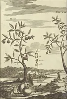 An illustration from Gedenkwaerdig bedryf der Nederlandsche Oost-Indische Maetschappye, op de kuste en in het keizerrijk van Taising of Sina : behelzende het tweede gezandschap aen den onder-koning Singlamong en veldheer Taising Lipoui, door Jan van Kampen en Konstantyn Nobel : vervolgt met een verhael van het voorgevallen des jaers zestien hondert drie en vier en zestig, op de kuste van Sina, en ontrent d'eilanden Tayowan, Formosa, Ay en Quemuy, onder't gezag van Balthasar Bort : en het derde gezandschap aen Konchy, Tartarsche keizer van Sina en Oost-Tartarye : onder beleit van zijne ed. Pieter van Hoorn : beneffens een beschryving van geheel Sina : verçiert doorgaens met verscheide kopere platen (1670)