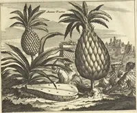 An illustration from Gedenkwaerdig bedryf der Nederlandsche Oost-Indische Maetschappye, op de kuste en in het keizerrijk van Taising of Sina : behelzende het tweede gezandschap aen den onder-koning Singlamong en veldheer Taising Lipoui, door Jan van Kampen en Konstantyn Nobel : vervolgt met een verhael van het voorgevallen des jaers zestien hondert drie en vier en zestig, op de kuste van Sina, en ontrent d'eilanden Tayowan, Formosa, Ay en Quemuy, onder't gezag van Balthasar Bort : en het derde gezandschap aen Konchy, Tartarsche keizer van Sina en Oost-Tartarye : onder beleit van zijne ed. Pieter van Hoorn : beneffens een beschryving van geheel Sina : verçiert doorgaens met verscheide kopere platen (1670)