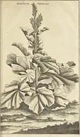 An illustration from Gedenkwaerdig bedryf der Nederlandsche Oost-Indische Maetschappye, op de kuste en in het keizerrijk van Taising of Sina : behelzende het tweede gezandschap aen den onder-koning Singlamong en veldheer Taising Lipoui, door Jan van Kampen en Konstantyn Nobel : vervolgt met een verhael van het voorgevallen des jaers zestien hondert drie en vier en zestig, op de kuste van Sina, en ontrent d'eilanden Tayowan, Formosa, Ay en Quemuy, onder't gezag van Balthasar Bort : en het derde gezandschap aen Konchy, Tartarsche keizer van Sina en Oost-Tartarye : onder beleit van zijne ed. Pieter van Hoorn : beneffens een beschryving van geheel Sina : verçiert doorgaens met verscheide kopere platen (1670)