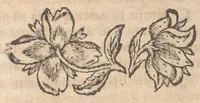 An illustration from Guida de' forestieri : curiosi di vedere, e d'intendere le cose più notabili della regal città di Napoli, e del suo amenissimo distretto (1688)