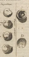 An illustration from Museum museorum, oder, Vollständige Schau Bühne aller Materialien und Specereyen : nebst deren natürlichen Beschreibung, Election, Nutzen und Gebrauch, aus andern Material-Kunst-und Naturalien-Kammern, oost-und-west-indischen Reiss-Beschreibungen ... : wie auch selbst-eigenen Erfahrung, zum Vorschub der studirenden Jugend, Materialisten ... u.s.w. also verfasset, und mit etlich hundert sauberen Kupfferstücken unter Augen geleget (1714)