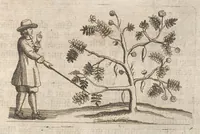 An illustration from Museum museorum, oder, Vollständige Schau Bühne aller Materialien und Specereyen : nebst deren natürlichen Beschreibung, Election, Nutzen und Gebrauch, aus andern Material-Kunst-und Naturalien-Kammern, oost-und-west-indischen Reiss-Beschreibungen ... : wie auch selbst-eigenen Erfahrung, zum Vorschub der studirenden Jugend, Materialisten ... u.s.w. also verfasset, und mit etlich hundert sauberen Kupfferstücken unter Augen geleget (1714)