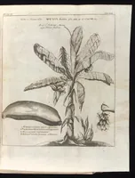 An illustration from Museum museorum, oder, Vollständige Schau Bühne aller Materialien und Specereyen : nebst deren natürlichen Beschreibung, Election, Nutzen und Gebrauch, aus andern Material-Kunst-und Naturalien-Kammern, oost-und-west-indischen Reiss-Beschreibungen ... : wie auch selbst-eigenen Erfahrung, zum Vorschub der studirenden Jugend, Materialisten ... u.s.w. also verfasset, und mit etlich hundert sauberen Kupfferstücken unter Augen geleget (1714)