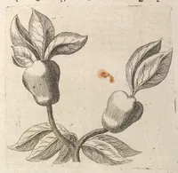 An illustration from Museum museorum, oder, Vollständige Schau Bühne aller Materialien und Specereyen : nebst deren natürlichen Beschreibung, Election, Nutzen und Gebrauch, aus andern Material-Kunst-und Naturalien-Kammern, oost-und-west-indischen Reiss-Beschreibungen ... : wie auch selbst-eigenen Erfahrung, zum Vorschub der studirenden Jugend, Materialisten ... u.s.w. also verfasset, und mit etlich hundert sauberen Kupfferstücken unter Augen geleget (1714)