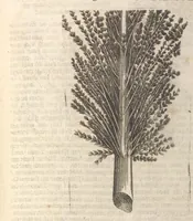 An illustration from Museum museorum, oder, Vollständige Schau Bühne aller Materialien und Specereyen : nebst deren natürlichen Beschreibung, Election, Nutzen und Gebrauch, aus andern Material-Kunst-und Naturalien-Kammern, oost-und-west-indischen Reiss-Beschreibungen ... : wie auch selbst-eigenen Erfahrung, zum Vorschub der studirenden Jugend, Materialisten ... u.s.w. also verfasset, und mit etlich hundert sauberen Kupfferstücken unter Augen geleget (1714)
