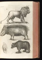 An illustration from Museum museorum, oder, Vollständige Schau Bühne aller Materialien und Specereyen : nebst deren natürlichen Beschreibung, Election, Nutzen und Gebrauch, aus andern Material-Kunst-und Naturalien-Kammern, oost-und-west-indischen Reiss-Beschreibungen ... : wie auch selbst-eigenen Erfahrung, zum Vorschub der studirenden Jugend, Materialisten ... u.s.w. also verfasset, und mit etlich hundert sauberen Kupfferstücken unter Augen geleget (1714)