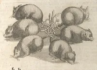 An illustration from Museum museorum, oder, Vollständige Schau Bühne aller Materialien und Specereyen : nebst deren natürlichen Beschreibung, Election, Nutzen und Gebrauch, aus andern Material-Kunst-und Naturalien-Kammern, oost-und-west-indischen Reiss-Beschreibungen ... : wie auch selbst-eigenen Erfahrung, zum Vorschub der studirenden Jugend, Materialisten ... u.s.w. also verfasset, und mit etlich hundert sauberen Kupfferstücken unter Augen geleget (1714)