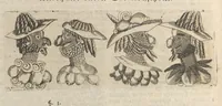 An illustration from Museum museorum, oder, Vollständige Schau Bühne aller Materialien und Specereyen : nebst deren natürlichen Beschreibung, Election, Nutzen und Gebrauch, aus andern Material-Kunst-und Naturalien-Kammern, oost-und-west-indischen Reiss-Beschreibungen ... : wie auch selbst-eigenen Erfahrung, zum Vorschub der studirenden Jugend, Materialisten ... u.s.w. also verfasset, und mit etlich hundert sauberen Kupfferstücken unter Augen geleget (1714)