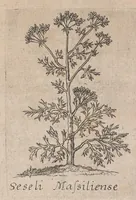 An illustration from Museum museorum, oder, Vollständige Schau Bühne aller Materialien und Specereyen : nebst deren natürlichen Beschreibung, Election, Nutzen und Gebrauch, aus andern Material-Kunst-und Naturalien-Kammern, oost-und-west-indischen Reiss-Beschreibungen ... : wie auch selbst-eigenen Erfahrung, zum Vorschub der studirenden Jugend, Materialisten ... u.s.w. also verfasset, und mit etlich hundert sauberen Kupfferstücken unter Augen geleget (1714)