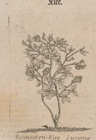 Picture 6 of 25 from Museum museorum, oder, Vollständige Schau Bühne aller Materialien und Specereyen : nebst deren natürlichen Beschreibung, Election, Nutzen und Gebrauch, aus andern Material-Kunst-und Naturalien-Kammern, oost-und-west-indischen Reiss-Beschreibungen ... : wie auch selbst-eigenen Erfahrung, zum Vorschub der studirenden Jugend, Materialisten ... u.s.w. also verfasset, und mit etlich hundert sauberen Kupfferstücken unter Augen geleget (1714), leaf 169