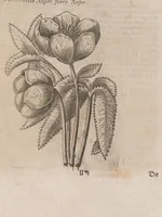 An illustration from Museum museorum, oder, Vollständige Schau Bühne aller Materialien und Specereyen : nebst deren natürlichen Beschreibung, Election, Nutzen und Gebrauch, aus andern Material-Kunst-und Naturalien-Kammern, oost-und-west-indischen Reiss-Beschreibungen ... : wie auch selbst-eigenen Erfahrung, zum Vorschub der studirenden Jugend, Materialisten ... u.s.w. also verfasset, und mit etlich hundert sauberen Kupfferstücken unter Augen geleget (1714)